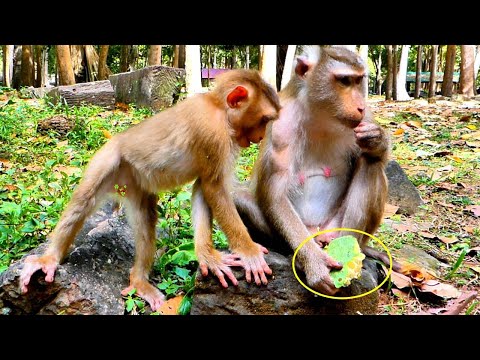 Little Monkey LEO is following and asking for Lotus fruit from his Mom Libby.