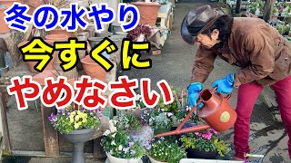 【中級者でも枯らす】正しい冬の水やり方法教えます　【カーメン君】【園芸】【ガーデニング】【初心者】