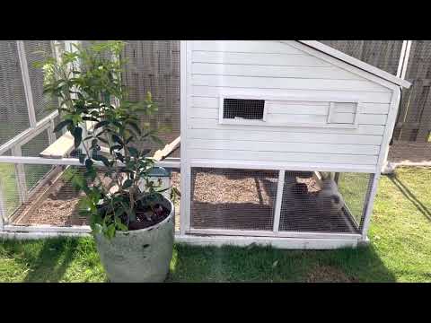 How do I keep my chickens quiet (backyard chickens)