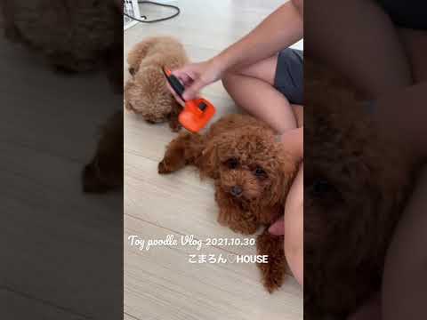 [Vlog] Toy Poodle Purin Vol.5 ~ The day I washed the toy poodle ~