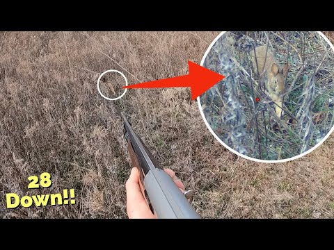 Rabbits Running Us Over!! | Wild Day Rabbit Hunting!