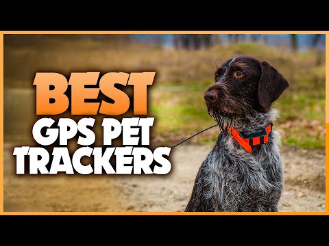 Best GPS Pet Trackers 2022 - Top 5 Best Pet Trackers and GPS Dog Collars