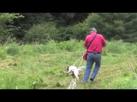 Dave Hughes Presents His Favorite Puppy Training Products at Lion Country Supply