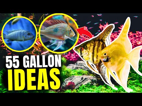 Best Fish for 55 Gallon Tanks (Plus Tips & Stock Ideas!)