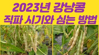 #강낭콩 #2023년 강낭콩 심는 시기 #2023년 강낭콩 직파 시기와 방법