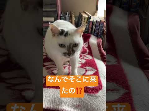 おねーちゃん猫が、部屋の中にいた。 #高評価 #にゃー #ショート #cat #にゃん #ねこ動画 #ねこねこ #ネコ動画