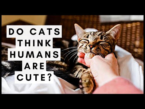 Do Cats Think Humans Are Cute?