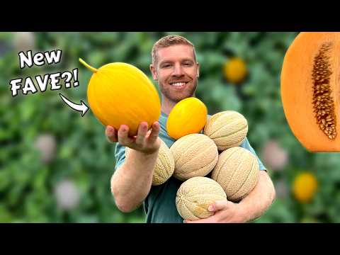 How To Grow Cantaloupe Melons From START TO FINISH - Full Guide + BONUS Melon Variety