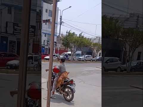 Este perrito se sube a la moto #humor