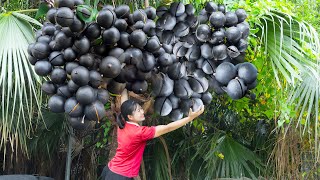 AMAZING ! Harvest Black Macadamia Nuts Goes to market sell | Have you ever eaten this type of seed?