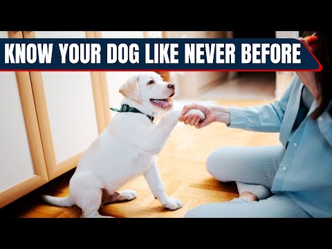 How to Understand Your Dog Better?