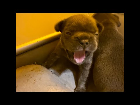 4 week old Frenchie Puppies Playtime! #Rescue Litter NOW #LIVE