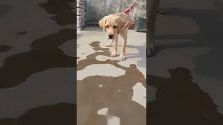 chiku.       #labrador #labradorpuppy #shorts #shortvideo