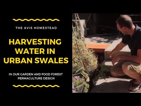 Harvesting Water in Urban Swales In Our Garden and Food Forest: Permaculture Design