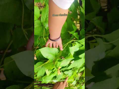 home Garden in short2 #creativelifesdvlogs #viralshorts #trending #home