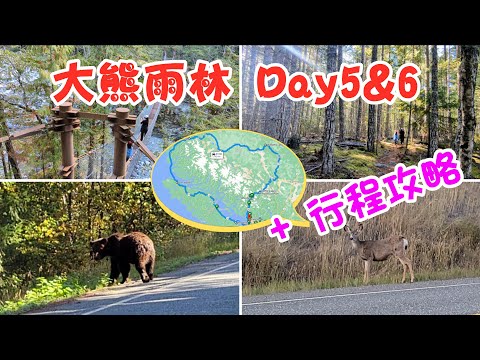 Great Bear Rainforest 大熊雨林Day5&6及行程攻略 | 原始溫帶雨林徒步，偶遇棕熊小鹿；圖騰柱揭露加拿大黑歷史、原住民寄宿學校的殘酷 | 推薦旅遊項目、最佳觀熊點、住宿、費用等