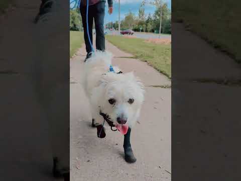 Wonderful Day   #dog #puppy #walkies #dogbreed #dogmom #dogwalkerlife #dogdog #pets #dogtype  #cute