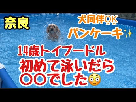 【犬同伴OK】１か月予約できなかったパンケーキ食べにいった💖いっちゃんを深いプールにいれたら泳ぎ方が〇〇でした！