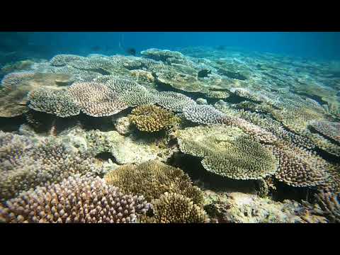 石垣島桴海の珊瑚パラダイス