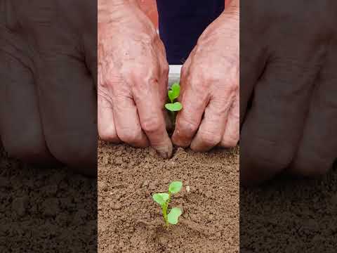 Growing vegetables to provide for the family is easy, no need for a garden