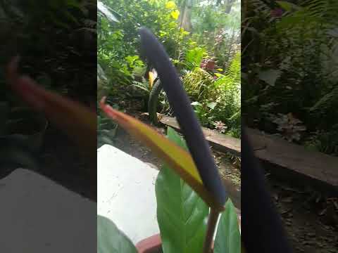 Black or Purple??? this anthurium flower is unique #shorts #anthuriumredstalk