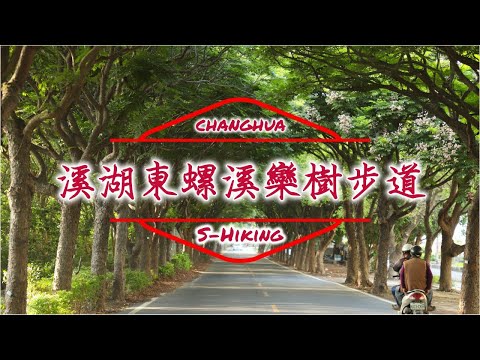 S步道｜彰化｜溪湖東螺溪欒樹步道｜四季變幻綠色隧道｜溪湖鎮