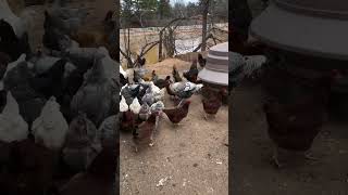 Chickens at the feeder  #chickens #farm  #animals #chickenfeeder #happychickens