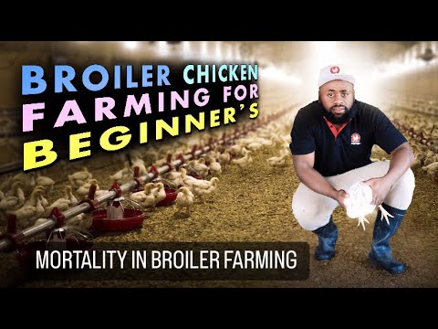 Avoid These Costly Mistakes in Broiler Farming