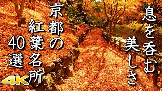 【4K 京都の紅葉🍁40選】美しすぎる極上の絶景　The 40 Best Autumn Leaves Spots In Kyoto.