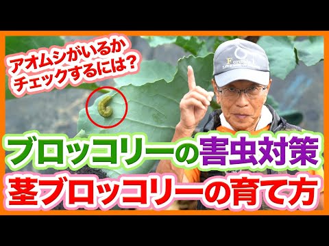 家庭菜園や農園でブロッコリー栽培の害虫対策！1株で何度も収穫できる茎ブロッコリーの育て方！頂花蕾のカット方法を徹底解説！【農園ライフ】