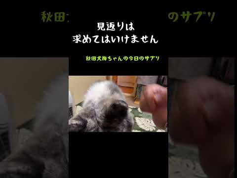 【10/26】今日のサプリ？　#秋田犬