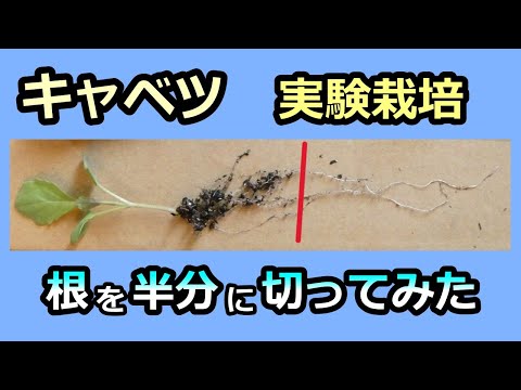 【キャベツ 根を半分切ったらこうなりました】家庭菜園31年目