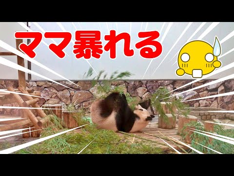 🐼【激レア】良ママの大興奮おねだりシーン！普段は見れない貴重映像❗️