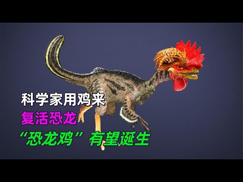 科学家用鸡来复活恐龙，“恐龙鸡”有望诞生#动物世界 #自然传奇 #大自然 #動物 #動物故事 #野生動物 #動物反殺 #万物有光