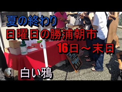 日曜日の勝浦朝市