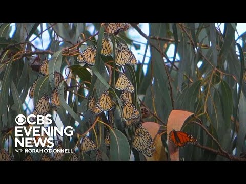 Beloved monarch butterfly populations are shrinking, officials warn