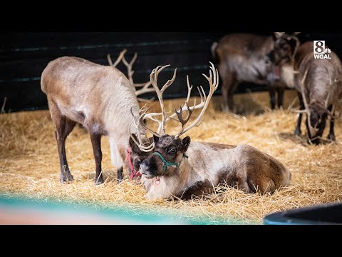 Santa's reindeer cleared to take flight in Pennsylvania on Christmas Eve