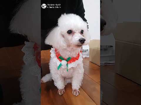 【クリスマス】ワンちゃんクリスマスバージョンに変身!!【かわいい犬　わんこの動画】#shorts