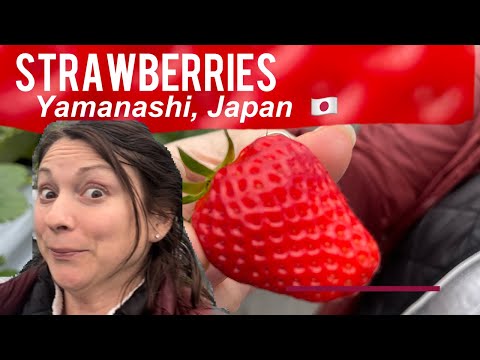 All You Can Eat Strawberries in Japan! 🇯🇵🍓