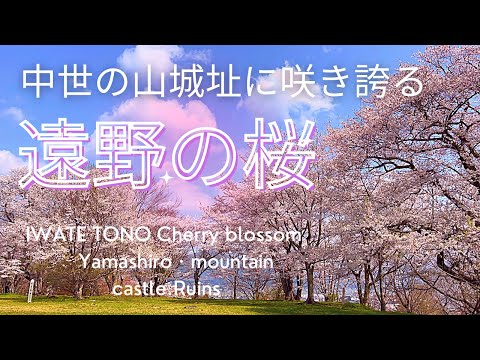 【岩手県遠野市】咲き誇る満開の桜「鍋倉公園・鍋倉城址跡」　鍋倉山の満開の桜の様子を是非ご覧下さい