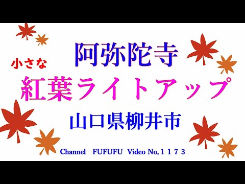 阿弥陀寺　小さな紅葉ライトアップ　山口県柳井市　１１７３