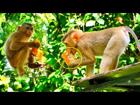 Helping feed milk & Mango fruit for Tiny Monkey LEO & Sister Rainbow.