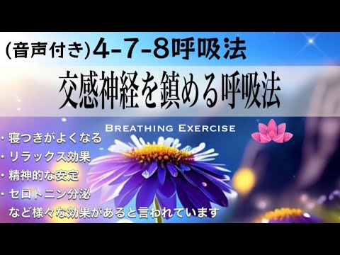 【呼吸法５分 音声付き】4-7-8 呼吸法｜交感神経を落ち着かせるための呼吸法｜1分で眠くなる