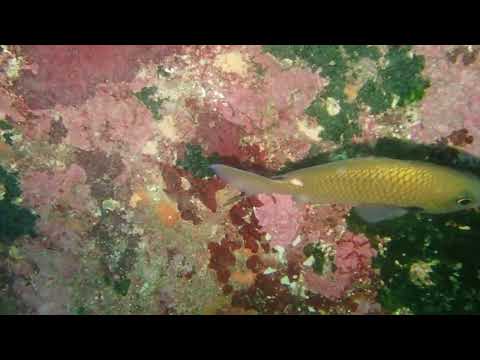 スズメダイの卵と世話する様子