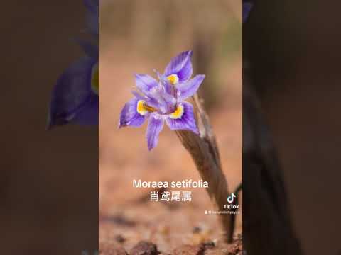 South African plants (Environmental weeds) in Western Australia