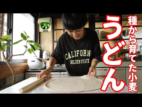 【コレが本物の手作りうどん！】小麦栽培から初めて約10ケ月！ようやくうどんになりました！