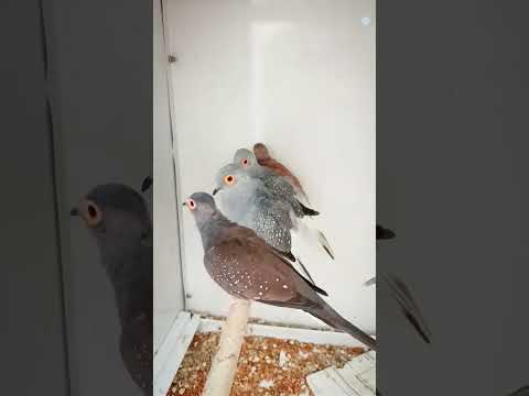 the smallest species of pigeon - diamond Dove!