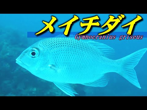 [ Nakedhead ] A little-known, high-end fish / Gymnocranius griseus