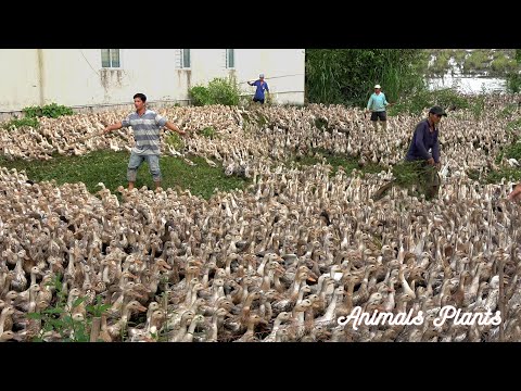 Duck | The flock of nearly 10,000 ducks boarded the ship in chaos and hardship of the people?