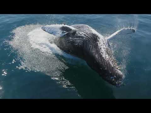 The Whales of San Diego Documentary: 'A Year in My Life 3'